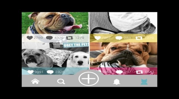 Artık hayvanların da bir sosyal ağı var!