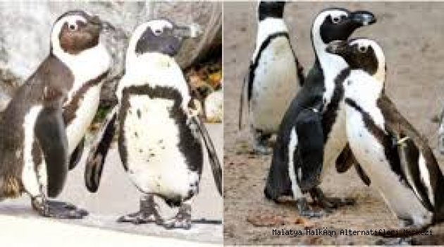 Avustralya'nın Sidney kentindeki bir akvaryumda yaşayan ve başarılı bir şekilde yavru yetiştiren eşcinsel penguenler yeni bir evlat daha edindiler.