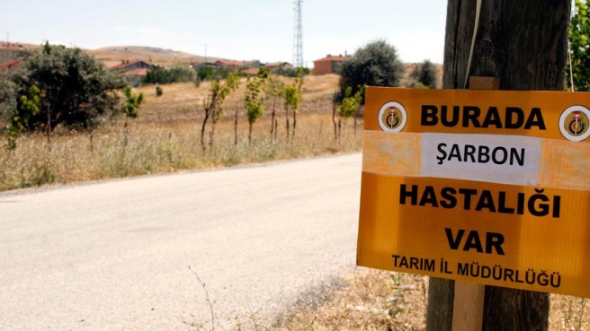 Balıkesir'de şarbon görüldü