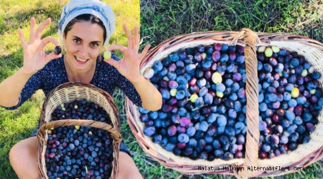 İstanbul’dan kaçıp Ege’ye yerleşmişti… Aslıhan Gürbüz zeytin hasadına başladı