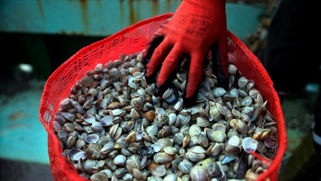 Karadeniz'den çıkarılan kum midyesi Avrupa ve Uzak Doğu'ya gönderiliyor