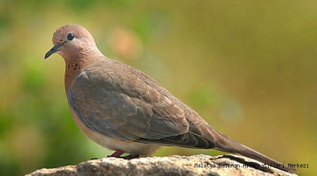 Kumrulara Dair Bilgler