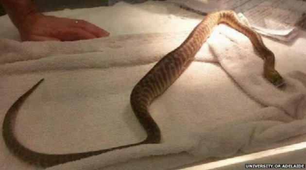 Piton'un midesinden çıkan şey şoke etti!