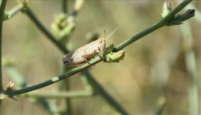Yüksekova'da tarım arazilerinde çekirge yoğunluğu yaşanıyor