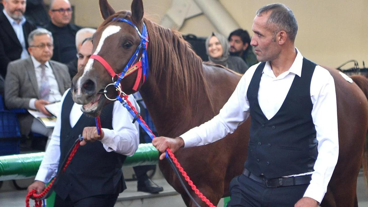 Malatya Sultan Suyu’nda Yetişen Elit Tay 10,5 Milyon TL’ye Satıldı